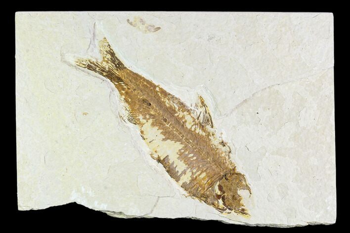 Fossil Fish Plate (Knightia) - Wyoming #108290